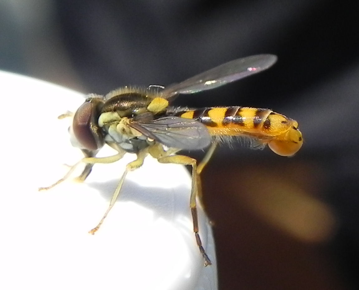 Fam. Syrphidae, Italia, Central Pre Alps, Iseo Lake, 14 Lug 2010. Provided by Paolo to children for didactics, but not shot with them.